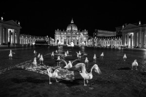 gabbiani piazza san pietro notte
